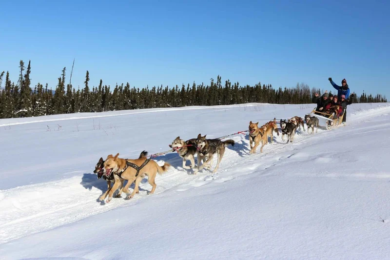 Alaskan husky team pulling a sled across open snow on a one-hour winter dog sledding tour in Fairbanks, Alaska