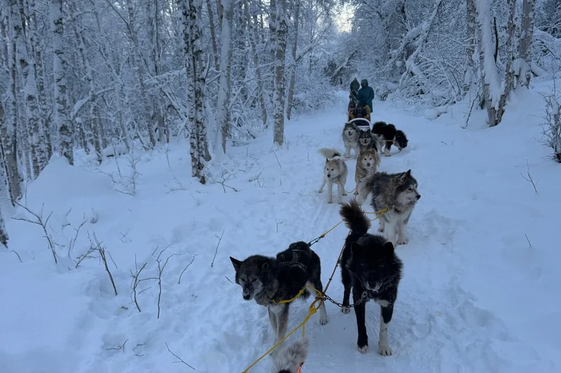 Sled dogs resting in harness at a family kennel on a dogsled adventure with homestead tour near Fairbanks, Alaska