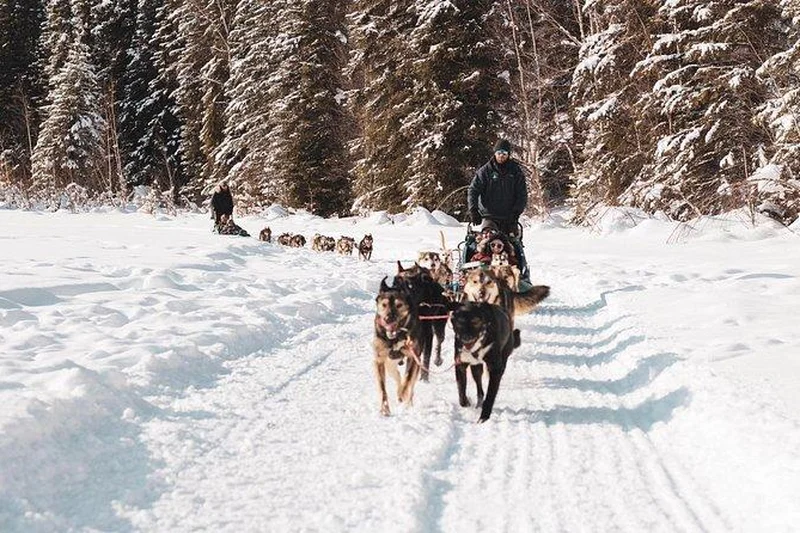 Musher and sled team crossing a frozen pond on the Yukon Quest trail during a private dog sledding tour near Fairbanks, Alaska