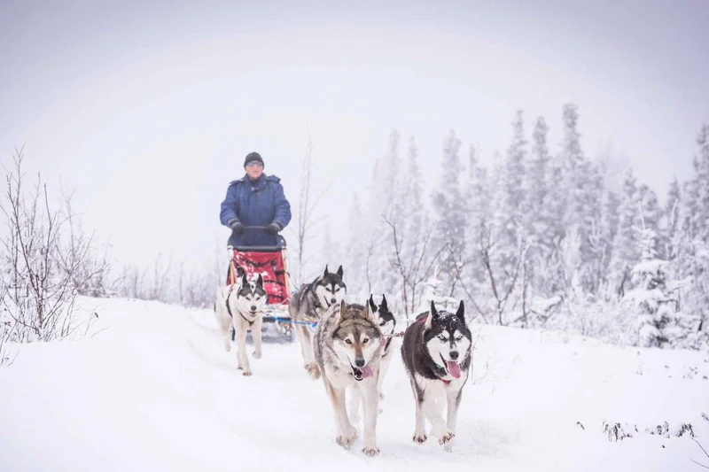 Visitor driving a Siberian husky team through deep snow on a drive-your-own dog sledding adventure north of Fairbanks, Alaska